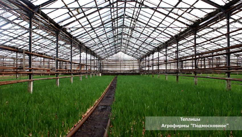 Свежая зелень в Агрофирме «Подмосковное»