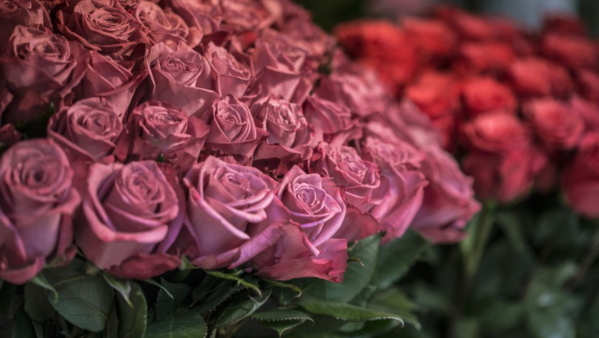 Скидки до 20% в цветочном магазине Rurose.ru в агрофирме «Подмосковное»